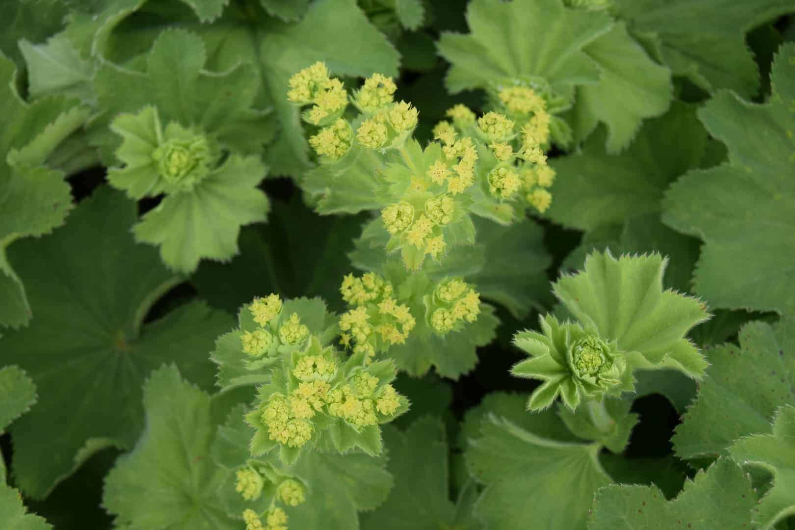 Alchemilla mollis